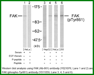 Anti-FAK (Ab-861)