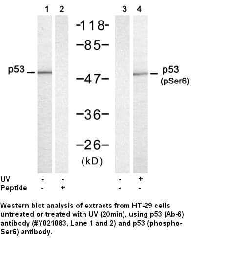Anti-p53 (Ab-6)
