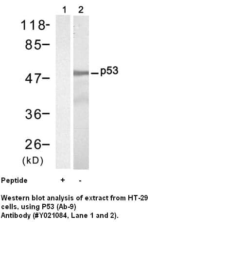 Anti-p53 (Ab-9)