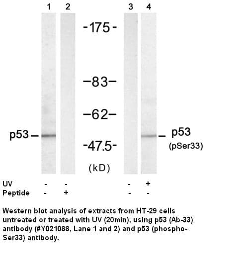 Anti-p53 (Ab-33)