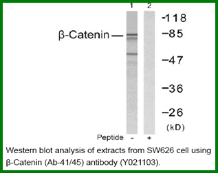 Anti-&beta;-Catenin (Ab-41/45)