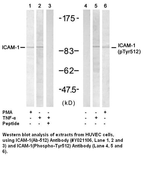 Anti-ICAM-1 (Ab-512)
