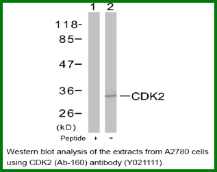 Anti-CDK2 (Ab-160)