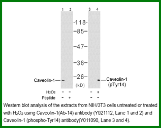 Anti-Caveolin-1 (Ab-14)