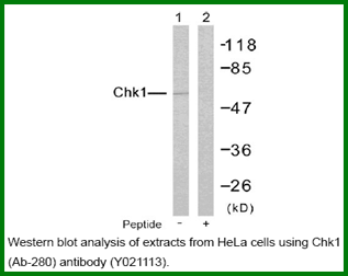 Anti-Chk1 (Ab80)