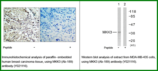 Anti-MKK3 (Ab-189)