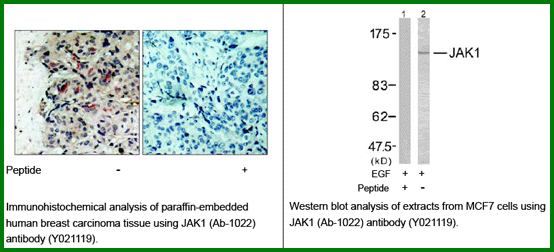 Anti-JAK1 (Ab-1022)