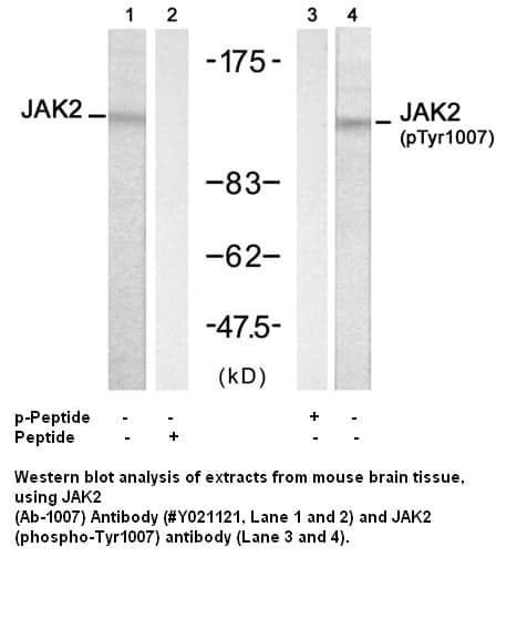 Anti-JAK2 (Ab-1007)