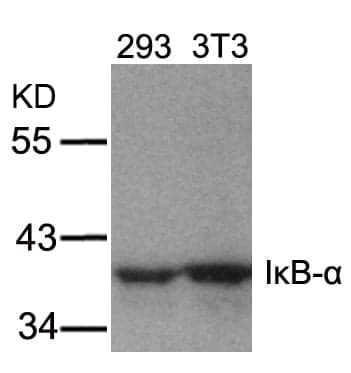 Anti-IkB-&alpha; (Ab-32/36)