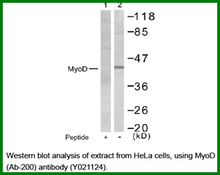 Anti-MyoD (Ab-200)