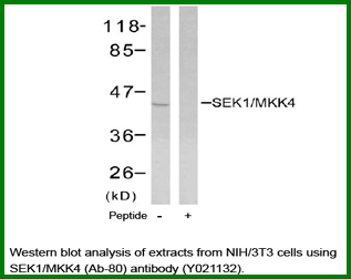 Anti-SEK1/MKK4 (Ab-80)