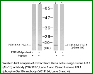 Anti-Histone H3.1 (Ab-10)