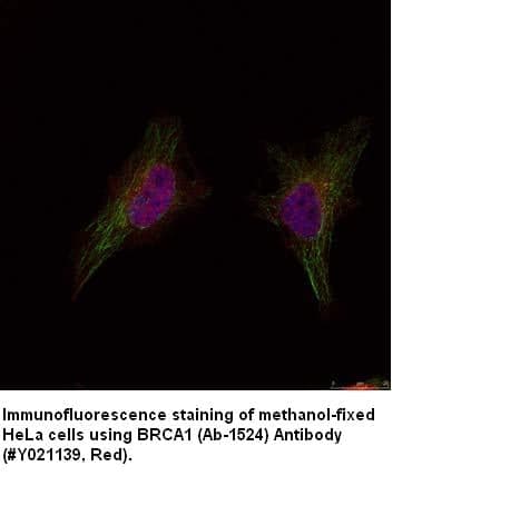 Anti-BRCA1 (Ab-1524)