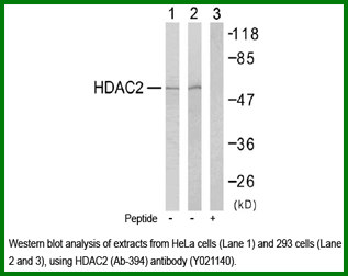 Anti-HDAC2 (Ab-394)