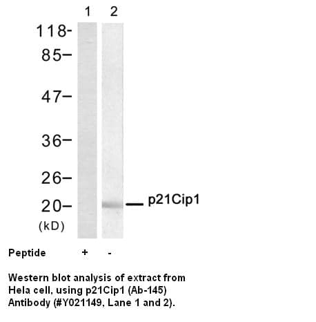 Anti-p21Cip1 (Ab-145)