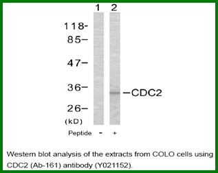 Anti-CDC2 (Ab-161)