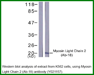 Anti-Myosin Light Chain 2 (Ab-18)