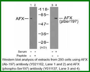 Anti-AFX(Ab-197)