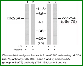 Anti-cdc25A (Ab-75)