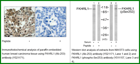 Anti-FKHRL1 (Ab-253)