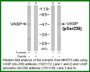 Anti-VASP (Ab-239)
