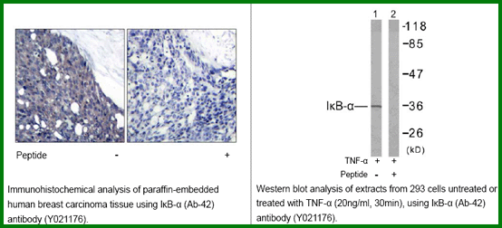 Anti-IkB-&alpha; (Ab-42)