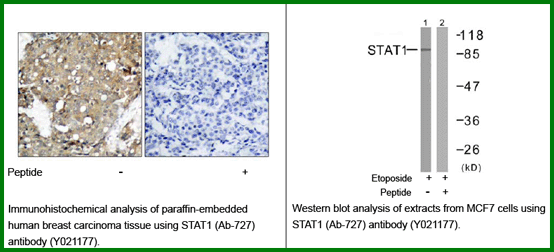 Anti-STAT1 (Ab-727)