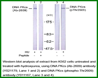 Anti-DNA PKcs (Ab-2609)