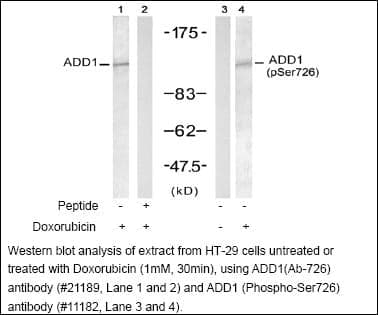 Anti-ADD1 (Ab-726)
