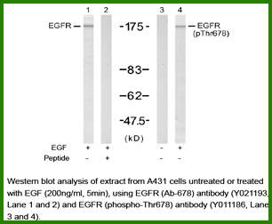 Anti-EGFR (Ab-678)