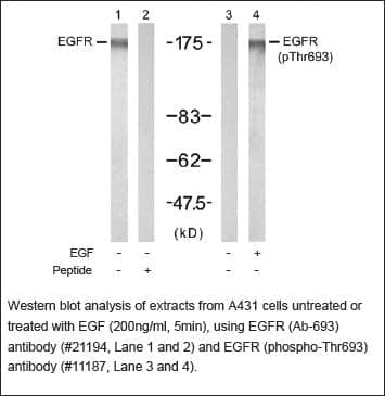 Anti-EGFR (Ab-693)