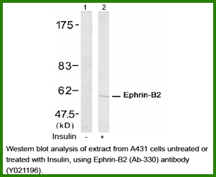 Anti-Ephrin-B2 (Ab-330)