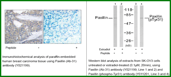 Anti-Paxillin (Ab-31)