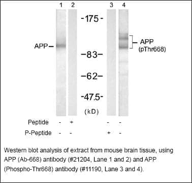 Anti-APP (Ab-668)
