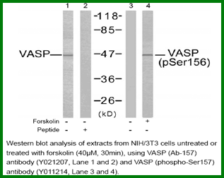 Anti-VASP (Ab-157)