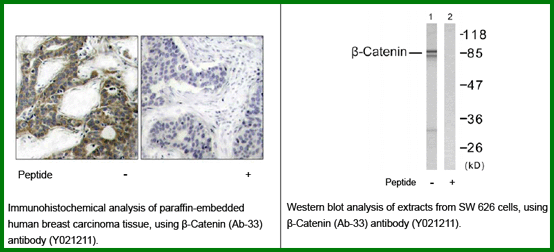 Anti-&beta;-Catenin