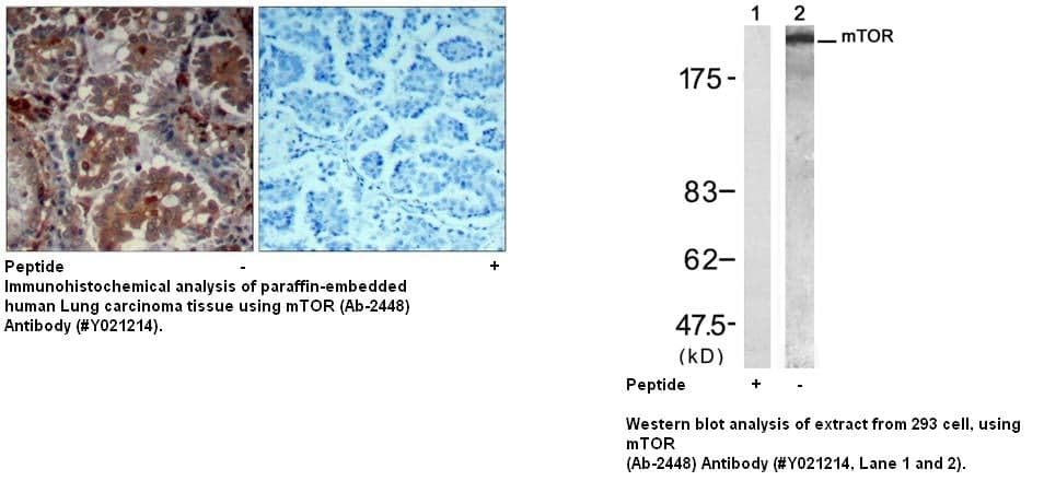 Anti-mTOR (Ab-2448)