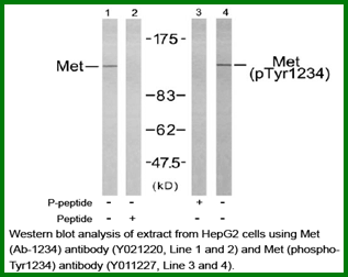 Anti-Met (Ab-1234)