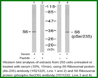 Anti-S6 Ribosomal Protein (Ab-235)
