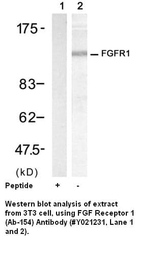 Anti-FGF Receptor 1 (Ab-154)