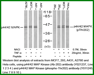 Anti-p44/42 MAP Kinase (Ab-202)