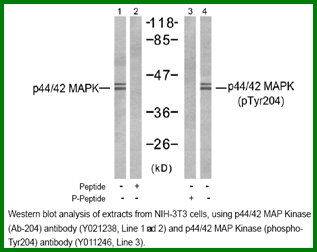 Anti-p44/42 MAP Kinase (Ab-204)