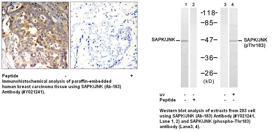 Anti-SAPK/JNK (Ab-183)