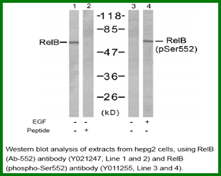 Anti-RelB (Ab-552)
