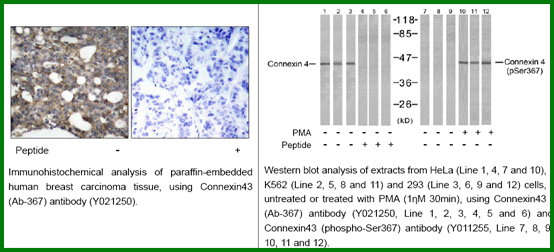 Anti-Connexin 43 (Ab-367)
