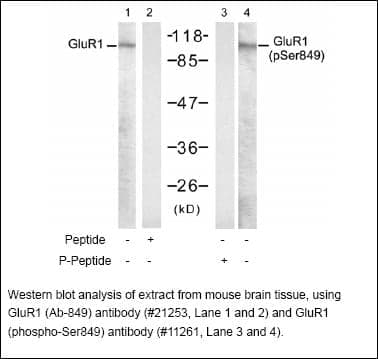Anti-GluR1 (Ab-849)