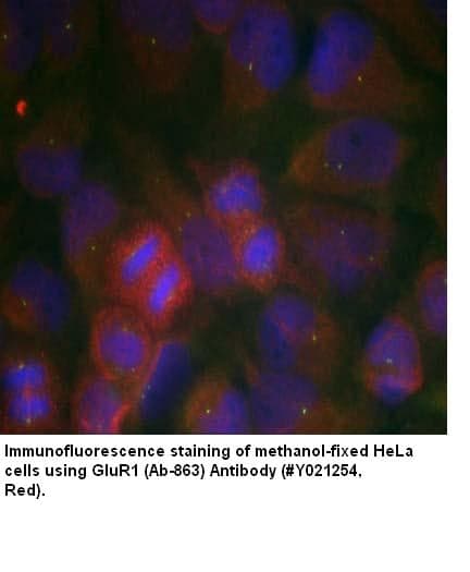 Anti-GluR1 (Ab-863)