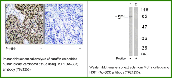 Anti-HSF1 (Ab-303)