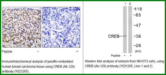 Anti-CREB (Ab-129)