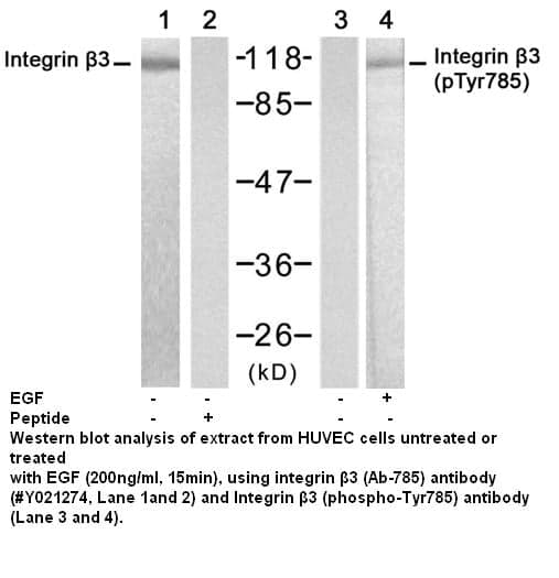Anti-Integrin ß3 (Ab-785)